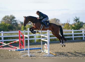 Warmblood checo, Yegua, 6 años, 171 cm, Castaño