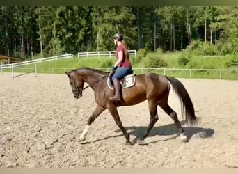 Warmblood checo, Yegua, 6 años, 172 cm, Castaño oscuro