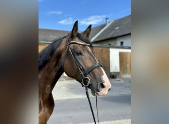 Warmblood checo, Yegua, 6 años, 172 cm, Castaño oscuro