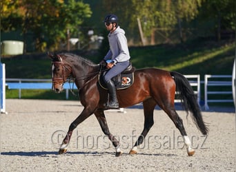 Warmblood checo, Yegua, 6 años, 172 cm, Castaño oscuro