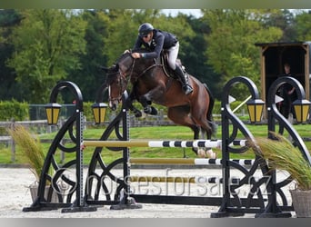 Warmblood checo, Yegua, 6 años, 172 cm, Castaño oscuro