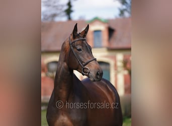 Warmblood checo, Yegua, 6 años, 172 cm, Castaño oscuro