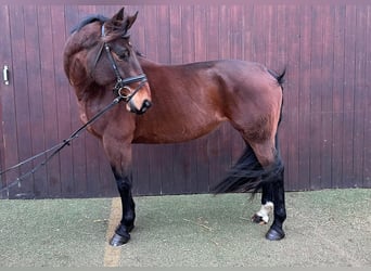 Warmblood checo, Yegua, 7 años, 163 cm, Castaño