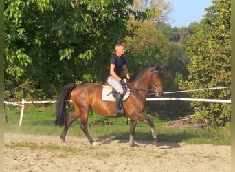 Warmblood checo, Yegua, 7 años, 163 cm, Castaño