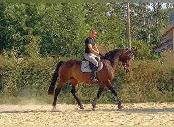 Warmblood checo, Yegua, 7 años, 163 cm, Castaño