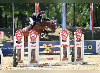 Warmblood checo, Yegua, 7 años, 165 cm, Castaño
