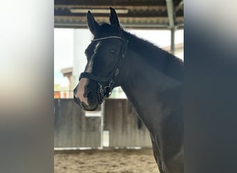 Warmblood checo, Yegua, 7 años, 165 cm, Castaño oscuro