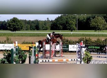 Warmblood checo, Yegua, 7 años, 167 cm, Castaño