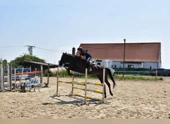 Warmblood checo, Yegua, 7 años, 167 cm, Negro