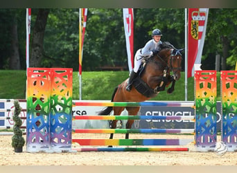 Warmblood checo, Yegua, 7 años, 169 cm, Castaño