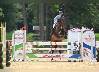 Warmblood checo, Yegua, 7 años, 169 cm, Castaño