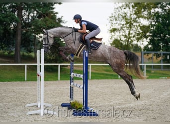 Warmblood checo, Yegua, 7 años, 172 cm, Tordo