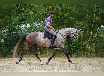 Warmblood checo, Yegua, 7 años, 172 cm, Tordo