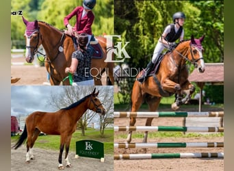 Warmblood checo, Yegua, 7 años, 175 cm, Castaño rojizo