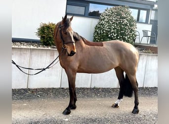 Warmblood checo, Yegua, 8 años, 163 cm, Castaño