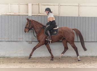 Warmblood checo, Yegua, 8 años, 164 cm, Alazán-tostado