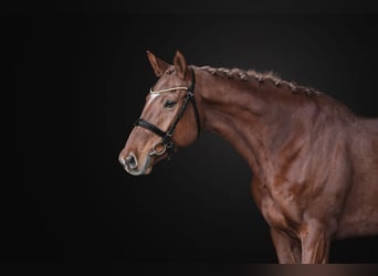 Warmblood checo, Yegua, 8 años, 164 cm, Alazán-tostado