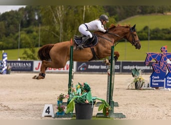 Warmblood checo, Yegua, 8 años, 166 cm, Alazán