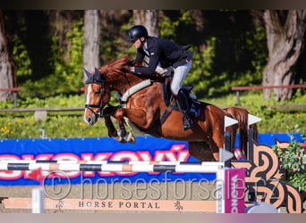 Warmblood checo, Yegua, 8 años, 168 cm, Alazán