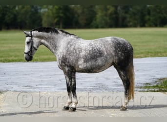 Warmblood checo, Yegua, 8 años, 169 cm, Tordo