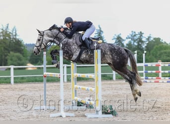Warmblood checo, Yegua, 8 años, 169 cm, Tordo