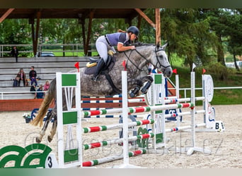 Warmblood checo, Yegua, 8 años, 169 cm, Tordo