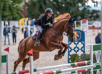 Warmblood checo, Yegua, 8 años, 172 cm, Alazán-tostado