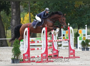 Warmblood checo, Yegua, 8 años, 174 cm, Castaño