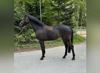 Warmblood checo, Yegua, 8 años