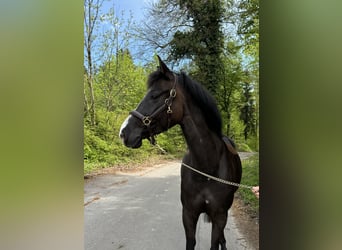 Warmblood checo, Yegua, 8 años