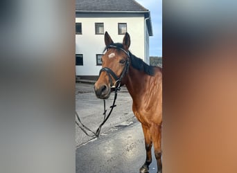 Warmblood checo, Yegua, 9 años, 160 cm, Castaño