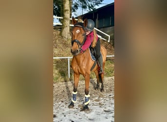 Warmblood checo, Yegua, 9 años, 160 cm, Castaño