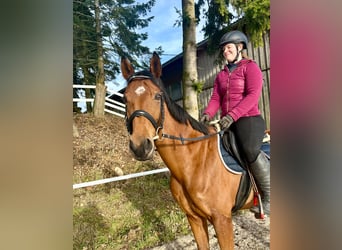 Warmblood checo, Yegua, 9 años, 160 cm, Castaño