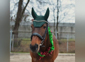 Warmblood checo, Yegua, 9 años, 168 cm, Castaño