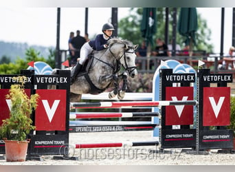 Warmblood checo, Yegua, 9 años, 175 cm, Tordo