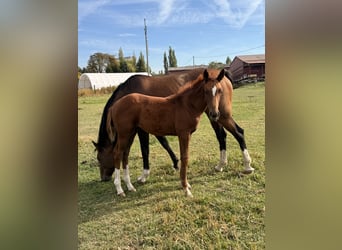 Warmblood checo, Yegua, Potro (06/2026), Alazán-tostado