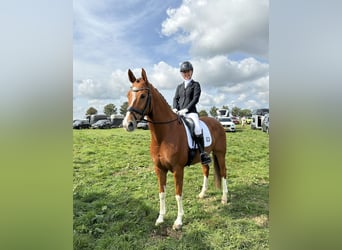 Warmblood danés, Caballo castrado, 10 años, 169 cm, Alazán-tostado