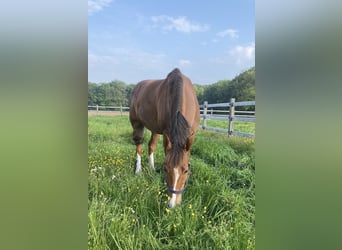 Warmblood danés, Caballo castrado, 10 años, 169 cm, Alazán-tostado