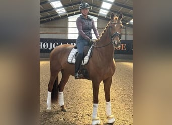 Warmblood danés, Caballo castrado, 10 años, 170 cm, Alazán-tostado