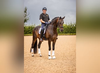 Warmblood danés, Caballo castrado, 10 años, 173 cm, Castaño rojizo