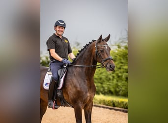 Warmblood danés, Caballo castrado, 10 años, 173 cm, Castaño rojizo