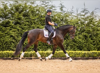 Warmblood danés, Caballo castrado, 10 años, 173 cm, Castaño rojizo