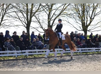 Warmblood danés, Caballo castrado, 10 años, 178 cm, Alazán