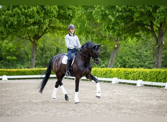 Warmblood danés, Caballo castrado, 10 años, 180 cm, Negro