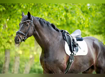 Warmblood danés, Caballo castrado, 10 años, 180 cm, Negro