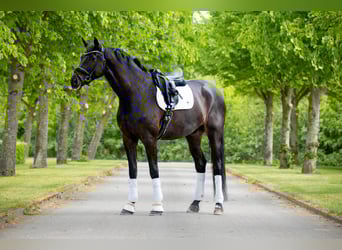 Warmblood danés, Caballo castrado, 10 años, 180 cm, Negro
