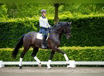 Warmblood danés, Caballo castrado, 10 años, 180 cm, Negro