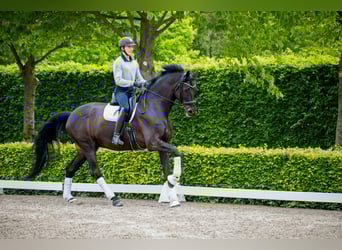 Warmblood danés, Caballo castrado, 10 años, 180 cm, Negro