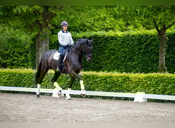 Warmblood danés, Caballo castrado, 10 años, 180 cm, Negro