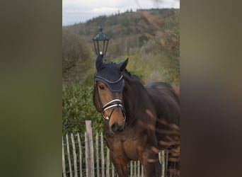 Warmblood danés, Caballo castrado, 11 años, 167 cm, Castaño oscuro